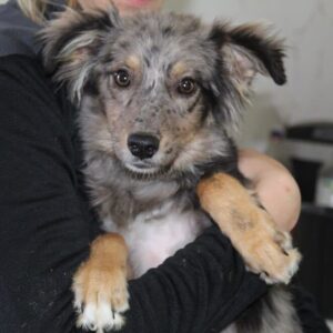 BLUE – reserviert Tierhilfe Lebenswert DR 31.10. - vermittelt