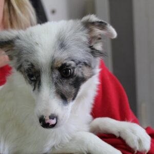 LIYA - reserviert IH DR 06.11. - vermittelt