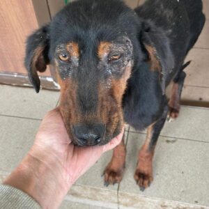 FIRLO - Notfall - auf Pflegestelle in PLZ 1 *vermittelt*