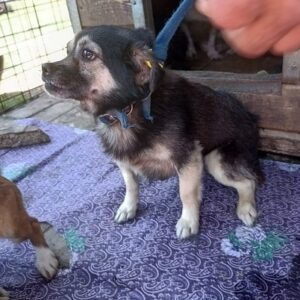 ULI - ausgereist zum TH Wannigsmühle