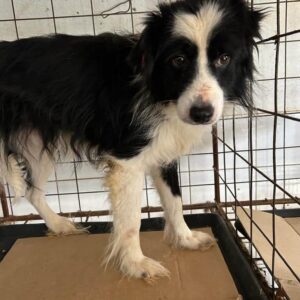 TASMAN - ausgereist zum TH Tuttlingen