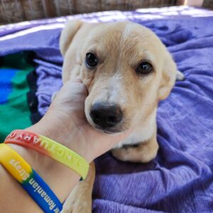 CAILLOU - auf Pflegestelle in PLZ 7 vermittelt