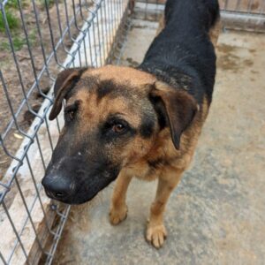 RISOTTO - vermisst 03/23