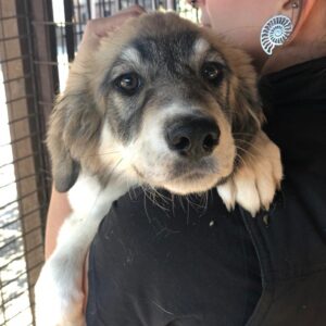 ASHERA - reserviert Betty vermittelt