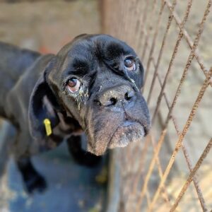 PINK - Notfall - komplett abgemagert, völlig fertig - vermittelt NH