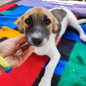 SCILLA - reserviert TH Koblenz vermittelt