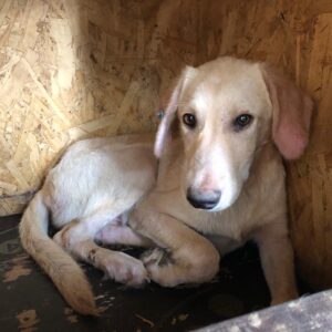 MARZIPAN - reserviert LS vermittelt