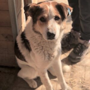 AMIN - Notfall - reserviert Manuela vermittelt