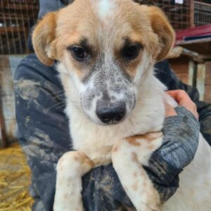 NUSKA - wird schüchtern - reserviert TST Rösrath - vermittelt