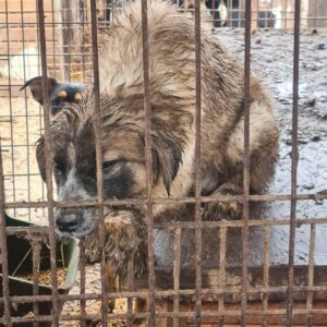 FION - reserviert SK - vermittelt