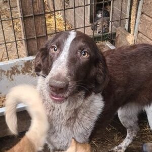 Maria - reserviert TH Iserlohn - vermittelt