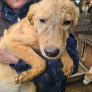 LIU - reserviert Manuela - vermittelt