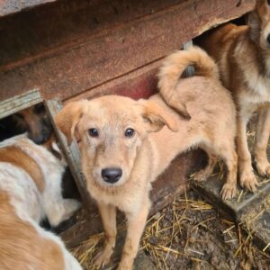 SOKRATES - Nabelbruch, leichte Hautprobleme - reserviert TH Filderstadt - vermittelt