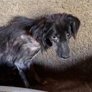 AFIFE - schüchterne Oma mit schlimmen Hautproblemen, viel zu dünn - auf PDR Gnadenplatz in PLZ 71 - vermittelt