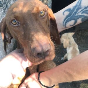 ADANA - reserviert TH Filderstadt vermittelt