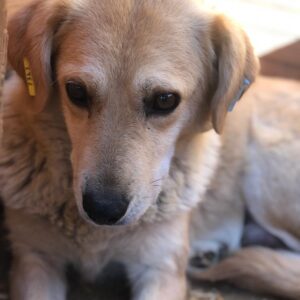 LARISSA - Notfall: Mobbingopfer - reserviert Anna vermittelt