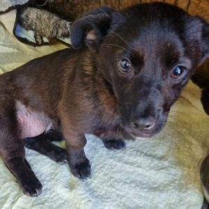 DAISIE - reserviert TH Wannigsmühle 03.07 vermittelt