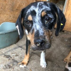 RIKO - reserviert TH Koblenz vermittelt