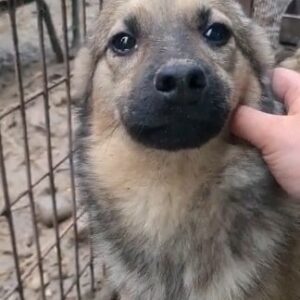 RUBINO - auf Pflegestelle in PLZ 85 *vermittelt*