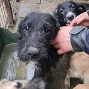 SANTINA - reserviert Alexandra - vermittelt