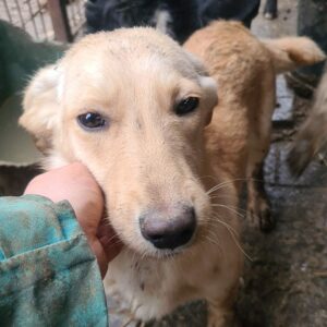 DAISY - reserviert NiWi - vermittelt