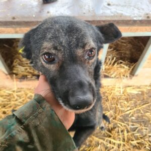 ELLIOT - auf Pflegestelle in PLZ 65 *vermittelt*