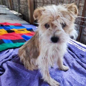 LUCIE - reserviert Vergessene Pfoten Stuttgart vermittelt