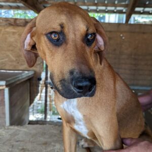 HIALDO - auf Pflegestelle in PLZ 6 - vermittelt