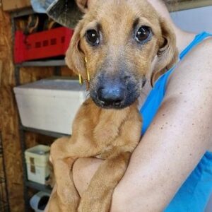 SOMAJIA - ausgereist zu Second chance dogs