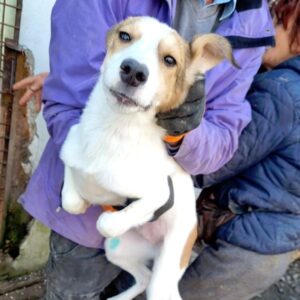 TABITHA - sollte zeitnah ausreisen -reserviert Tierhilfe Lebenswert DR 19.02. - vermittelt