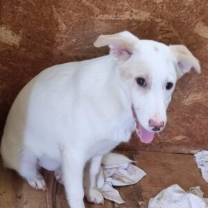 CINDERELLA - sollte schnellstmöglich ausreisen - reserviert Tierhilfe Lebenswert DR 03.02. - vermittelt