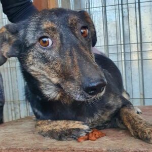 KIMIA - reserviert TST Rösrath - vermittelt