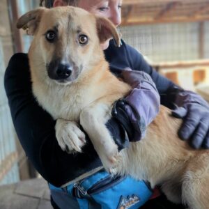 ELYAS - auf Pflegestelle in PLZ 18 *vermittelt*