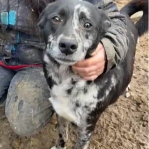 JUNO - reserviert für Tierhilfe Lebenswert - vermittelt