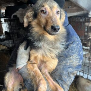 BEA - schlimme Hautprobleme im Shelter - auf PDR PS im PLZ Bezirk 18 - vermittelt