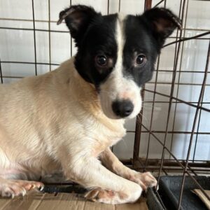 CHARMY (♀) - vermittelt Kathleen Müller