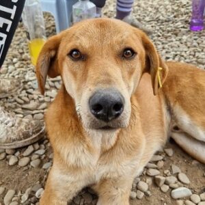 BERTEL - ausgereist zum TST Rösrath