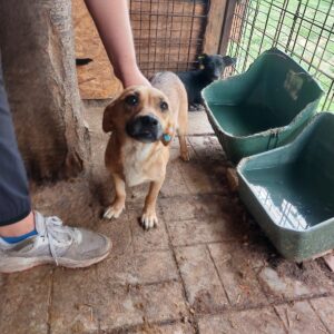 MACIE - reserviert TST Rösrath vermittelt