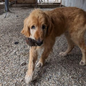 MUSKO - reserviert für Tierhilfe Lebenswert (18-09) vermittelt