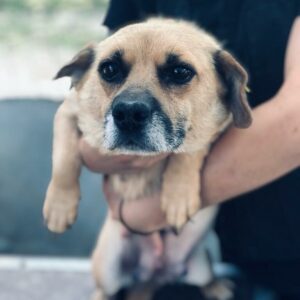 HETTA - reserviert TST Rösrath vermittelt