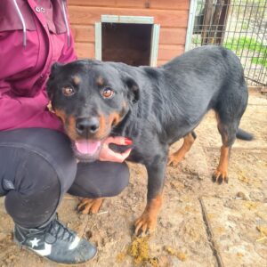 SIVA - vermisst 11/24