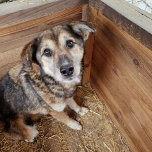 COLETTA - völlig abgemagert - reserviert NH - vermittelt