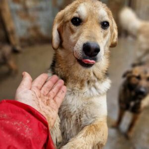 SION - ausgereist zum TST Rösrath