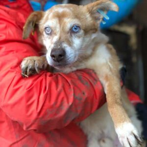 BLUE - Notfall-Opi - reserviert LS - vermittelt