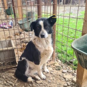 DEBBY - ausgereist zum TST Rösrath