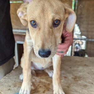 JESS - Notfall nach schwerer Bissverletzung - reserviert Silke vermittelt