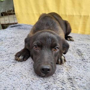 CAISSY - auf PDR PS im PLZ Bezirk 66 - vermittelt