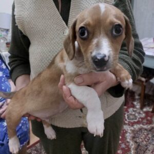 BOBITZA - reserviert Tierhilfe Lebenswert DR - vermittelt