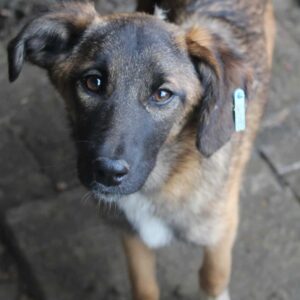 BETSY - auf PDR PS im PLZ Bezirk 76 - vermittelt