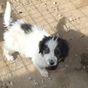 MANOAH - sollte schnellstmöglich ausreisen - reserviert TH Koblenz 26.11 - vermittelt